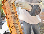 Beekeeper, farming and honeycomb frame, box and sustainability, organic production and manufacturing in ecology of environment. Closeup of farmer hands with bees, agriculture process and natural wax