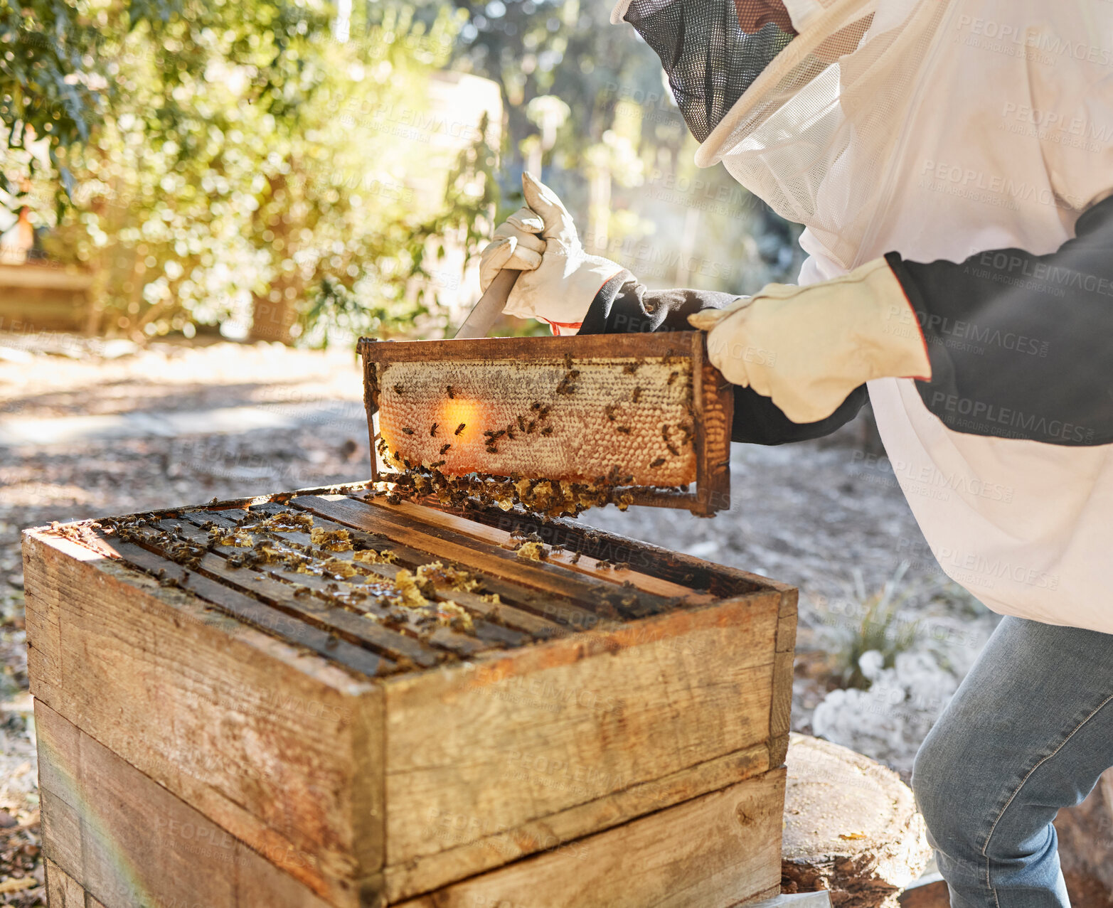 Buy stock photo Sustainability, beekeeping and nature, beekeeper with honeycomb in backyard bee farm. Farming, bees and agriculture, eco friendly honey manufacturing industry and safety for sustainable bee farmer.