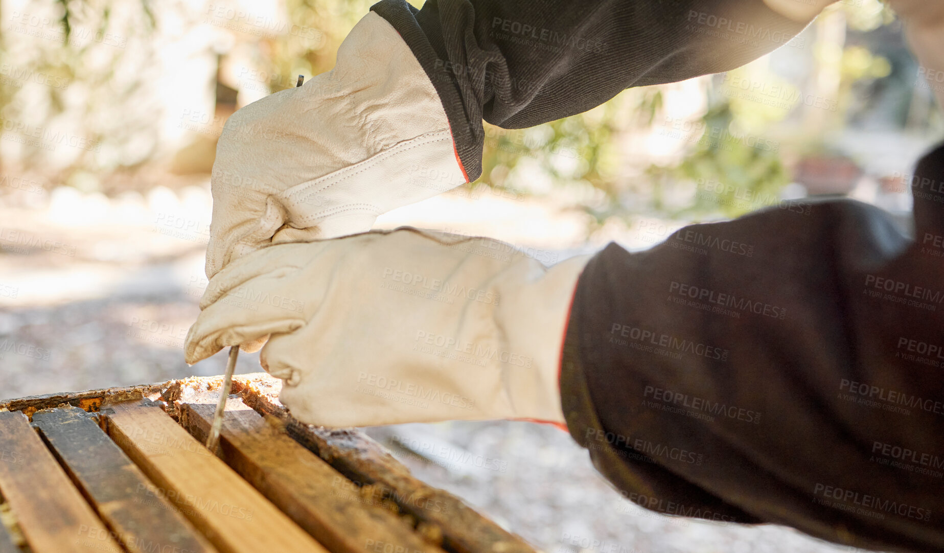 Buy stock photo Beekeeping, box and hands of a beekeeper with honey production, sustainable food and natural farming in a garden. Nature, sustainability and worker extracting an eco friendly and organic honeycomb