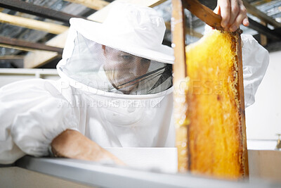 Buy stock photo Honeycomb, honey production and woman, farmer with suit for safety, manufacturing process with beekeeper and workshop. Bee farming, natural product from bees and organic, eco friendly and extraction.