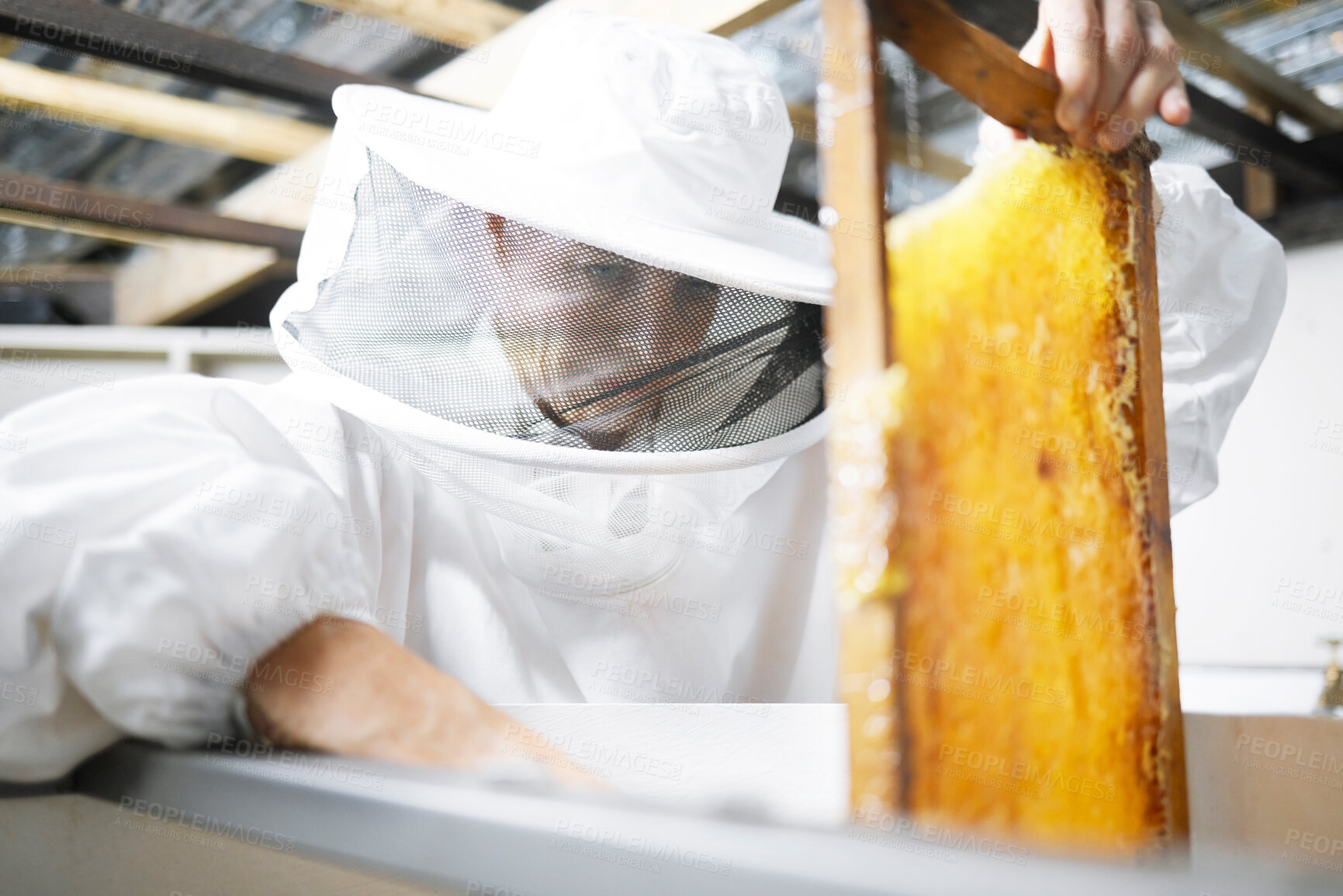 Buy stock photo Honeycomb, honey production and woman, farmer with suit for safety, manufacturing process with beekeeper and workshop. Bee farming, natural product from bees and organic, eco friendly and extraction.