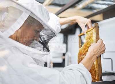 Buy stock photo Bee farm, honey frame and woman putting honeycomb into extractor machine in factory. Beekeeper, manufacturing and female small business farmer in safety suit holding beehive for harvest at plant.