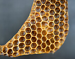 Honey, product and agriculture with a honeycomb in studio on a gray background for sustainability or farming. Texture, hexagon and production with natural bee produce inside for extraction or process