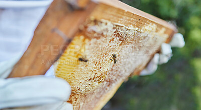 Buy stock photo Hands, beekeeper or wooden frame check on honey production farm, sustainability agriculture or healthy food manufacturing. Zoom, texture or insect bees farmer and beehive container or countryside box