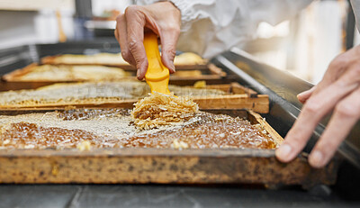 Buy stock photo Honey frame, hands and harvest tool for uncapping beeswax at factory farm. Farming worker, beekeeping industry and person harvesting natural, organic and healthy food product at manufacturing plant.