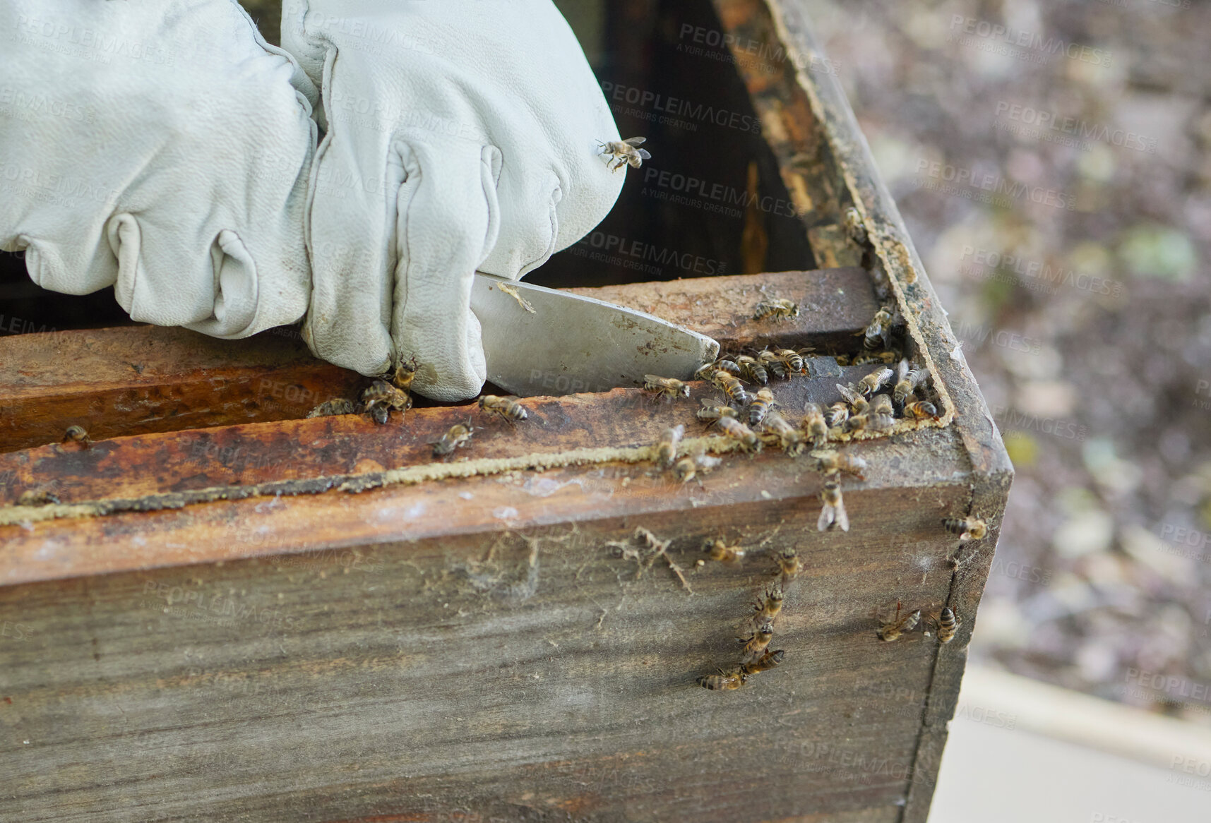 Buy stock photo Beekeeper hands, honey production and bees business on  agriculture bee farm for honeycomb. Working, farmer and eco friendly sustainability harvest with a wood box for beekeeping and beeswax