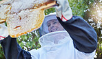 Woman, beekeeper and honey frame at farm for harvest outdoors. Beekeeping industry, startup and female small business owner, worker or farmer happy with honeycomb growth, food production and bees.