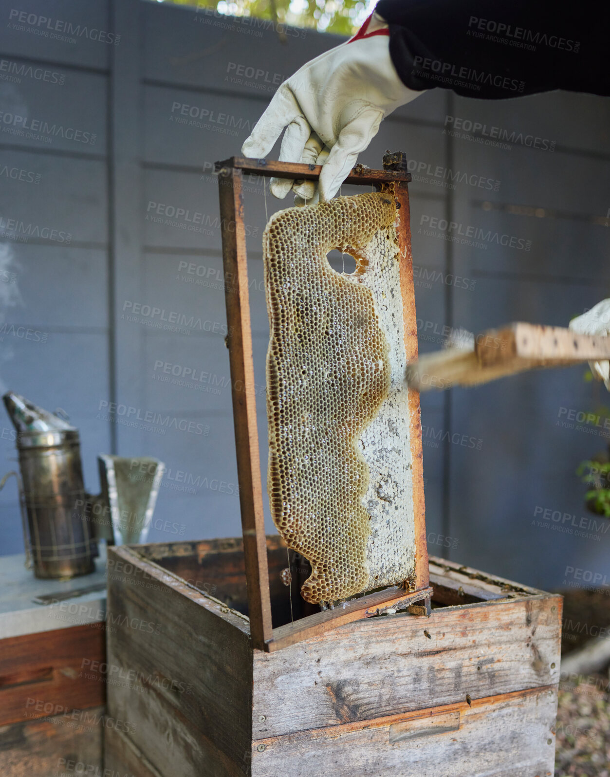 Buy stock photo Bees, farm and beekeeper in honey production on an outdoor factory on a sustainable field. Beekeeping industry, farming and bee farmer manufacturing honeycomb with a organic process in nature.