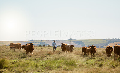 Buy stock photo Farm, cow and countryside field for agriculture industry, cattle farming and sustainable environment. Cows, livestock and animals ecology for eco friendly land growth, beef meat or milk production