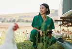 Farmer woman, chicken and tablet in inspection, agriculture or outdoor for farm, field analysis and bird growth. Avian scientist, poultry expert or farming in analytics, health or care in countryside