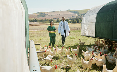 Buy stock photo Chicken, farm and vet nurse with doctor for health inspection of eggs. Poultry, agriculture and veterinarian medical team, man and woman getting ready to test egg products for food safety compliance.