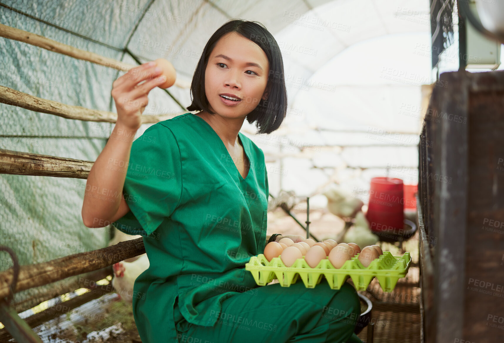 Buy stock photo Eggs, sustainability and a chicken farm vet woman doing inspection for quality control, health and wellness of poultry animal.  Asian farmer holding protein food for sustainable farming of animals