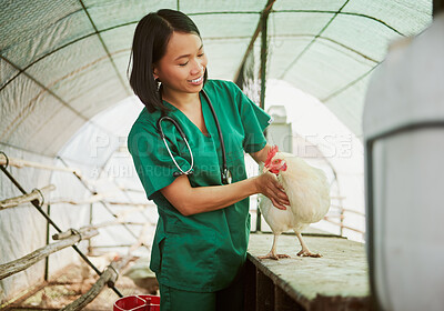 Buy stock photo Veterinary, chicken and medical with woman on farm for agriculture, healthcare and illness. Help, poultry and sick with animal nurse in hangar barn for examination, ecological and eco farming