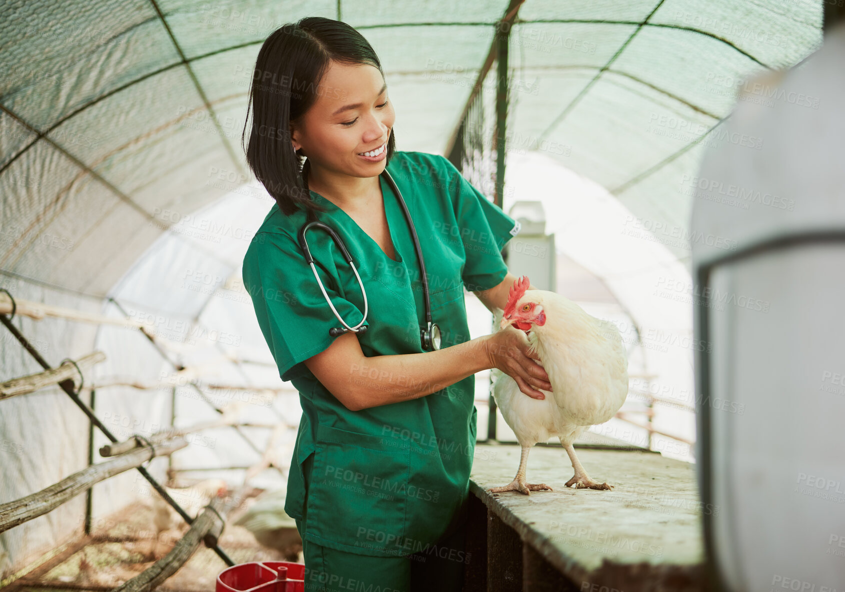 Buy stock photo Veterinary, chicken and medical with woman on farm for agriculture, healthcare and illness. Help, poultry and sick with animal nurse in hangar barn for examination, ecological and eco farming