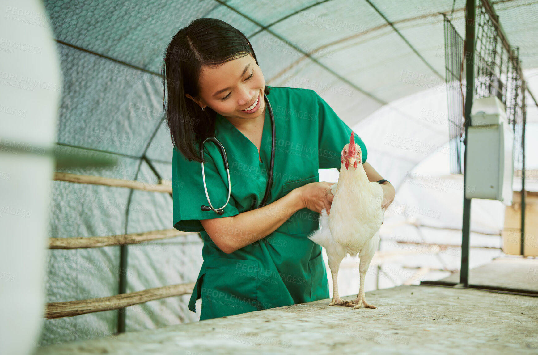 Buy stock photo Veterinary, woman and chicken healthcare on farm for medical assessment, industry growth and analysis in hen house. Happy asian animal doctor, poultry worker and wellness check for bird flu in barn 