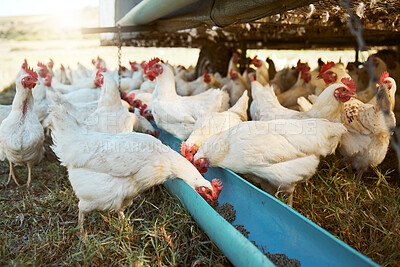 Buy stock photo Chicken, farming and poultry on farm for agriculture, livestock and animal feed, nature and outdoor field. Sustainability, growth and green grass with free range birds, organic and natural food.