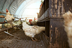 Sustainability, chicken barn and hen farm for production of eggs, manufacturing or laying. Poultry, food and chickens, birds or livestock in shed, coop or shelter for free range meat farming at ranch