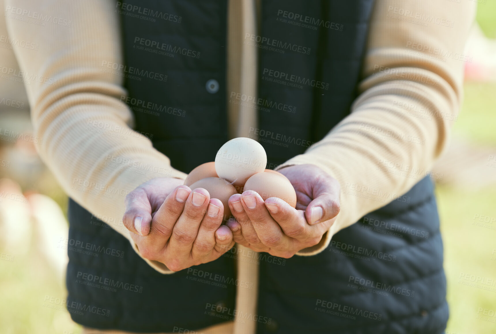 Buy stock photo Egg, agriculture and hands of farmer in countryside for diet, sustainability and free range products. Food, nature and health with man and eggs harvest on farm field for organic livestock industry