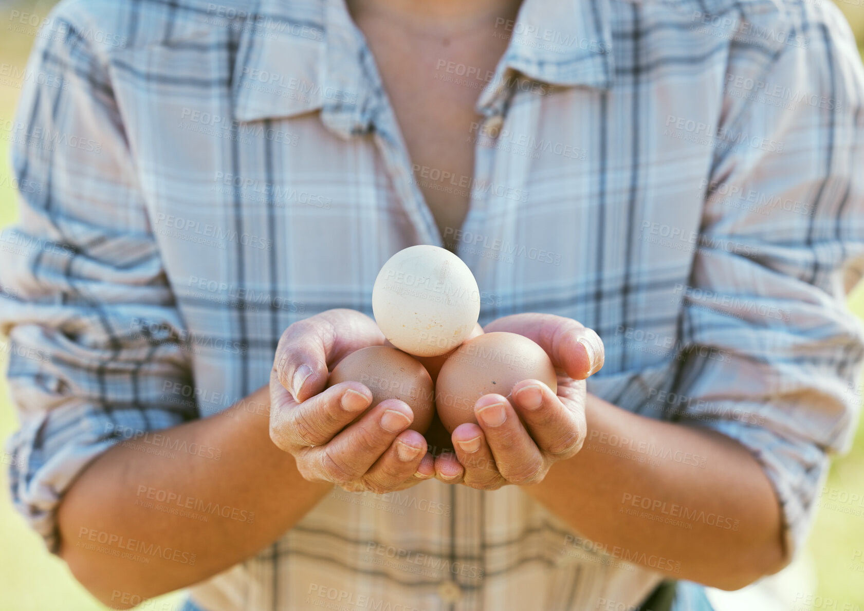 Buy stock photo Farmer hands, chicken eggs and natural organic farm for sustainability, eco friendly agriculture and food protein. Nature, animal egg farming and worker hands for carbon capture outdoor lifestyle