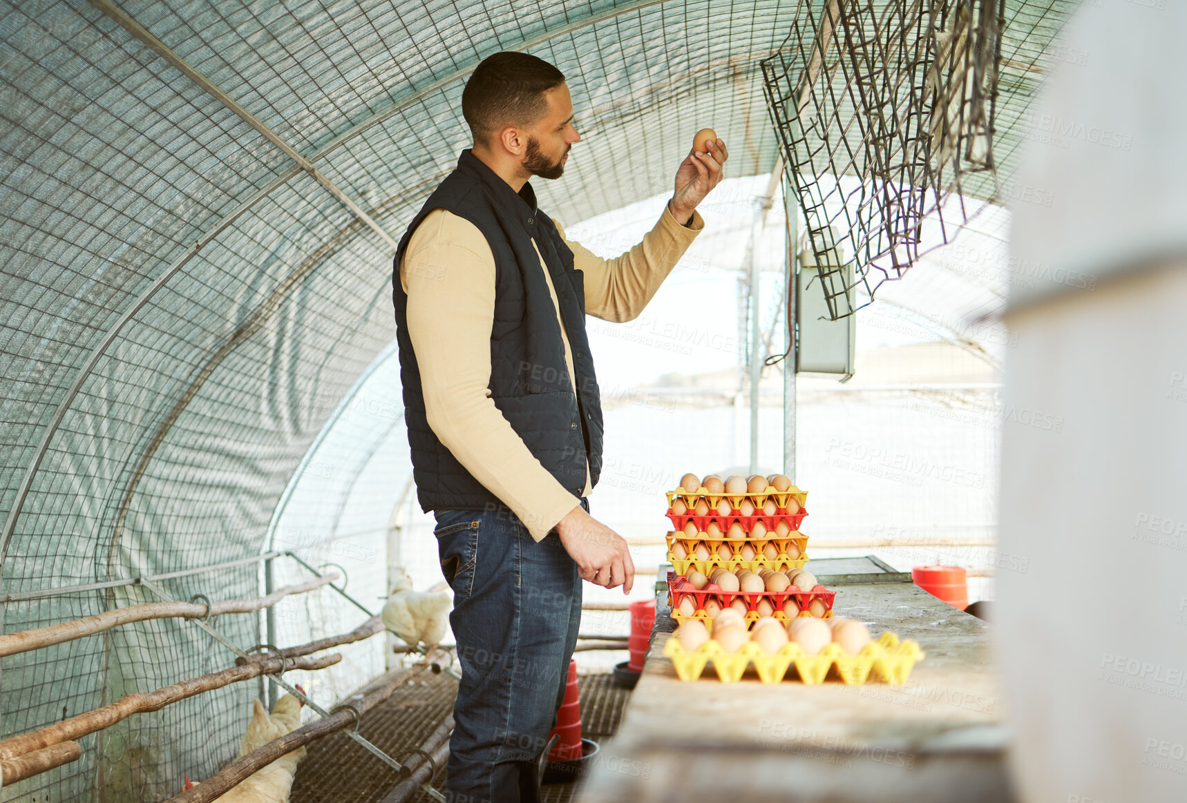 Buy stock photo Man, tray or chicken eggs check in food industry sales, logistics export orders or quality control management on countryside farming coop. Farmer, poultry birds or protein production stock for retail