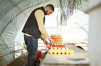 Buy stock photo Chicken farmer, eggs and man on farm in barn checking egg quality assessment, tray organization and collection. Harvest, agriculture and poultry farming small business owner working in chicken coop.
