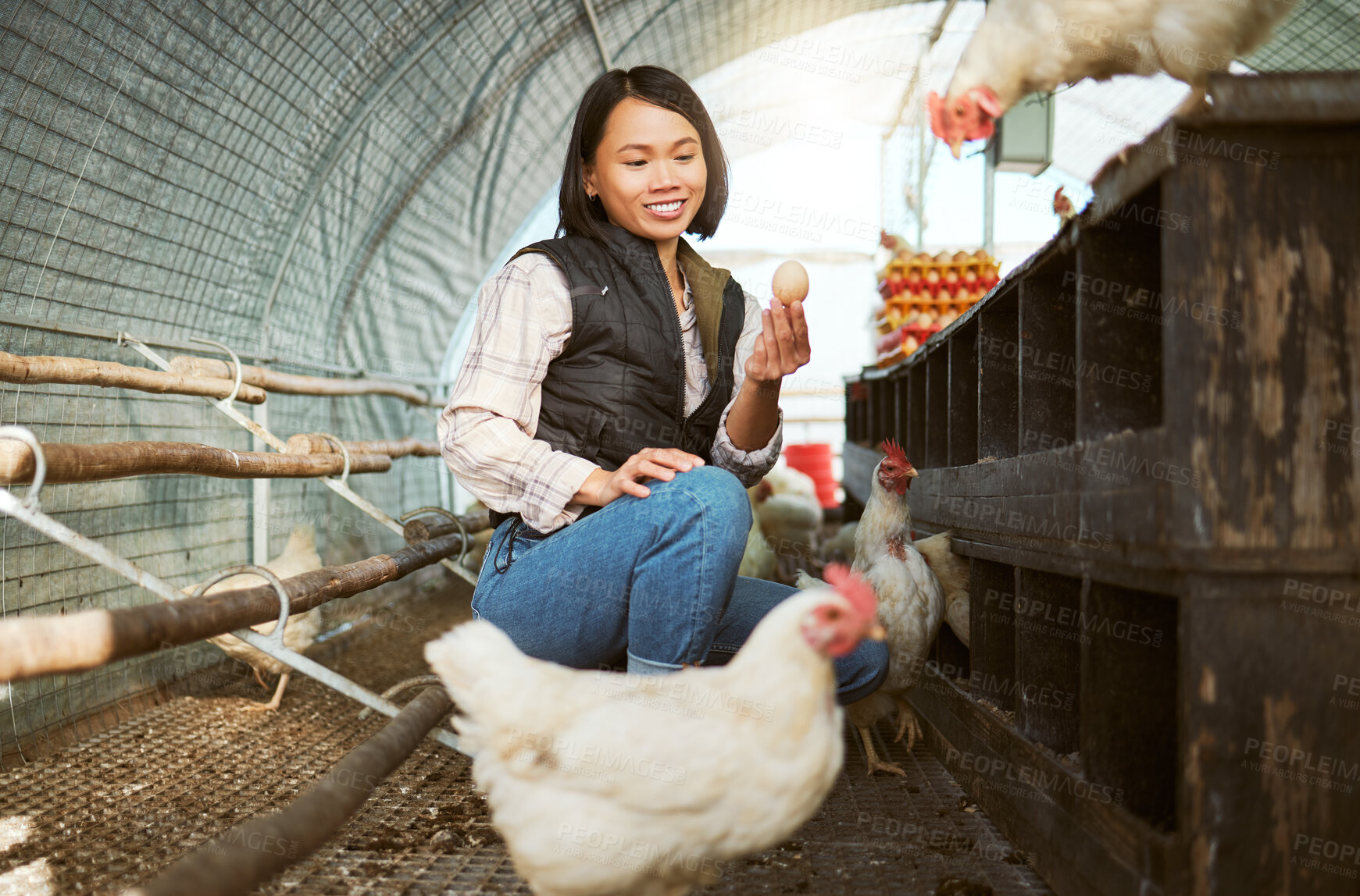 Buy stock photo Chicken eggs, woman and farmer check barn for agriculture inspection, quality control or eco bird production. Poultry farming, sustainable production and hen house for food economy in animal industry