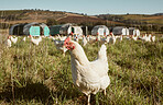 Chicken flock on farm, grass and green field for sustainable production, growth and ecology. Poultry farming, nature and bird animals for eggs, protein and organic livestock industry in countryside 
