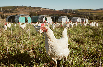 Buy stock photo Chicken flock on farm, grass and green field for sustainable production, growth and ecology. Poultry farming, nature and bird animals for eggs, protein and organic livestock industry in countryside 