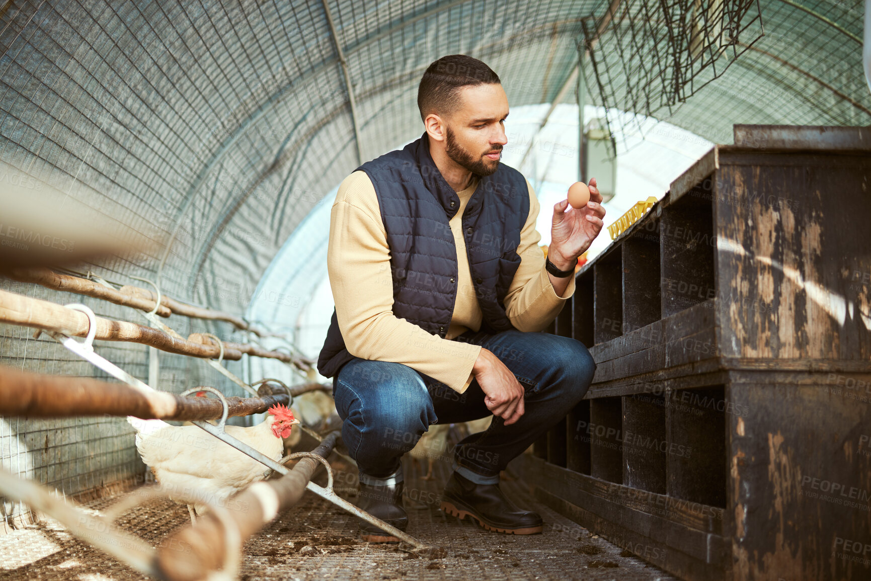 Buy stock photo Chicken, farming and farmer with egg in a hen house for collection, inspection and agriculture planning. Sustainability, poultry and industry with man on a farm with livestock for eggs production