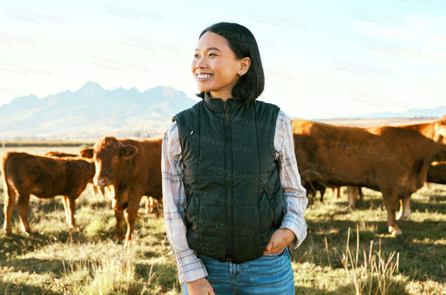 Buy stock photo Countryside, cow cattle and Asian woman happy about nature, mountains and agriculture farm. Smile, grass field and animals with a person from Japan on travel, holiday and vacation in Texas