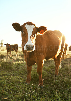Buy stock photo Cow, farm field and grass with outdoor sunshine, eating and grazing in herd for agriculture, beef or meat. Cattle livestock, farming and animal group in countryside for milk production, food and cows