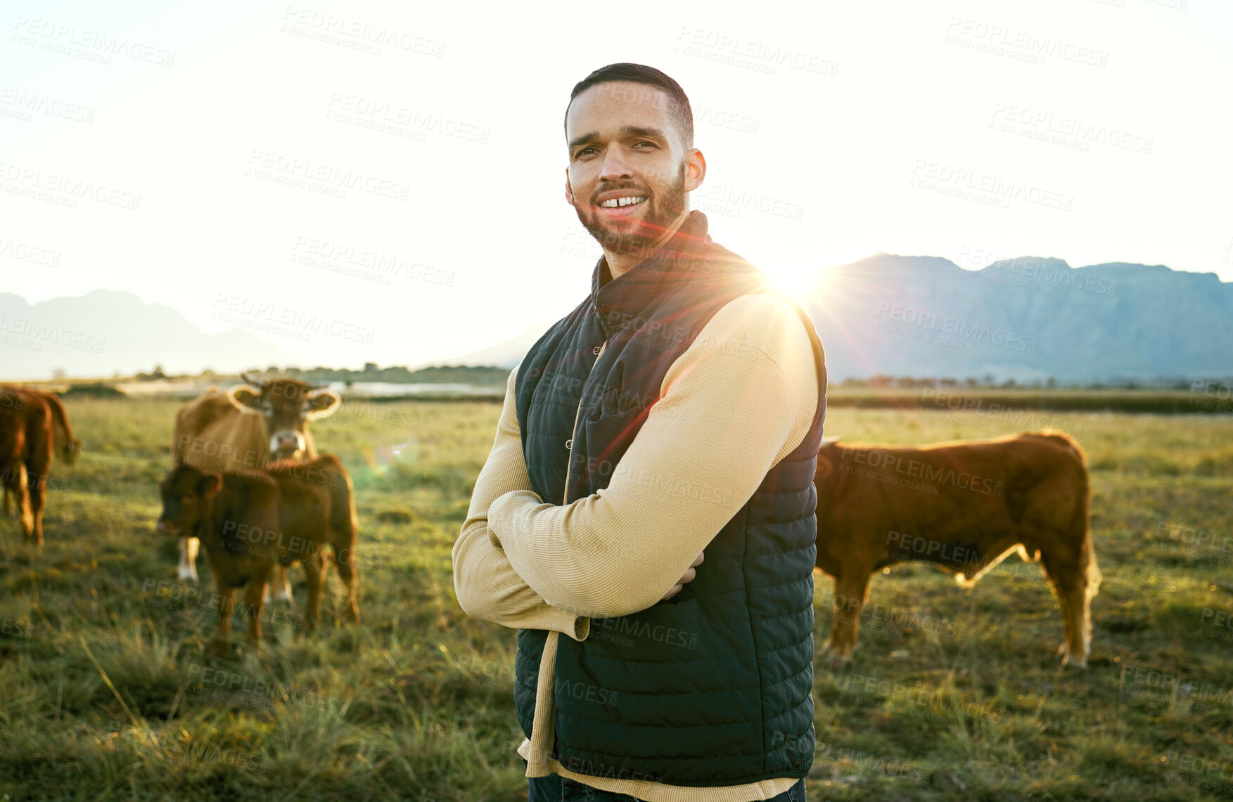 Buy stock photo Agriculture, man and farming, cows on field for sunrise feed and farmer on land in Argentina countryside. Portrait, cattle farm and sustainability with beef and milk industry, agribusiness with flare