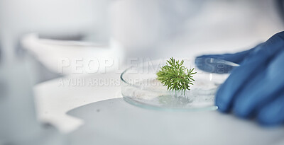 Buy stock photo Science, research and hands with plants in petri dish for horticulture lab test, examination and study. Laboratory, agriculture and leaf for biotechnology, forensic analysis and microscope sample