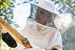 Beekeeping, frame and honeycomb inspection from a beekeeper, sustainable food and natural farming. Nature, sustainability and worker in the process of honey production for agriculture in nature