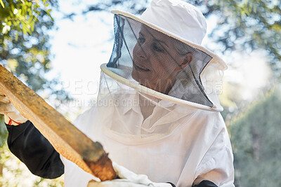 Buy stock photo Beekeeping, frame and honeycomb inspection from a beekeeper, sustainable food or natural farming. Nature, sustainability and worker in the process of honey production for agriculture in a countryside