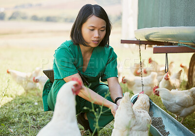 Buy stock photo Chicken farm, vet and poultry farming with an asian woman feeding animals outdoor for health or a healthcare check. Nurse, animal doctor or veterinary with chickens in countryside for sustainability