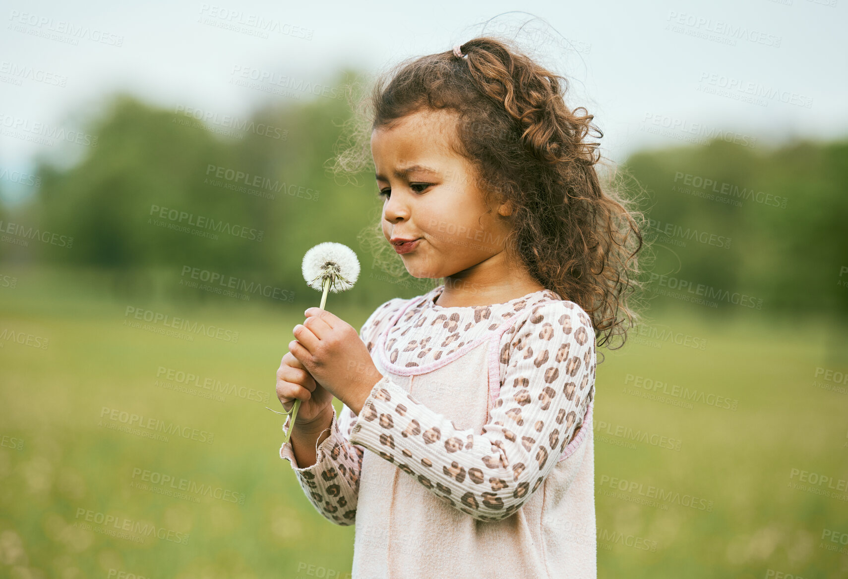 Buy stock photo Nature, child and girl blowing a dandelion for a wish while playing, exploring or on an adventure. Calm, explore and young kid blow a plant while in a green garden, park or backyard in Brazil.