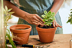 Gardening, plant and woman hands in soil for sustainability, eco environment and garden or greenhouse. Person with succulent plants with leaves to grow, plant and care for during development  process