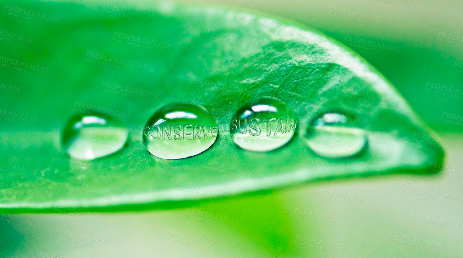 Buy stock photo Sustainability, water drop and environment with leaf of trees for summer, forest and rain condensation. Growth, garden and spring with bubble of morning dew on plant for ecology, nature and conserve