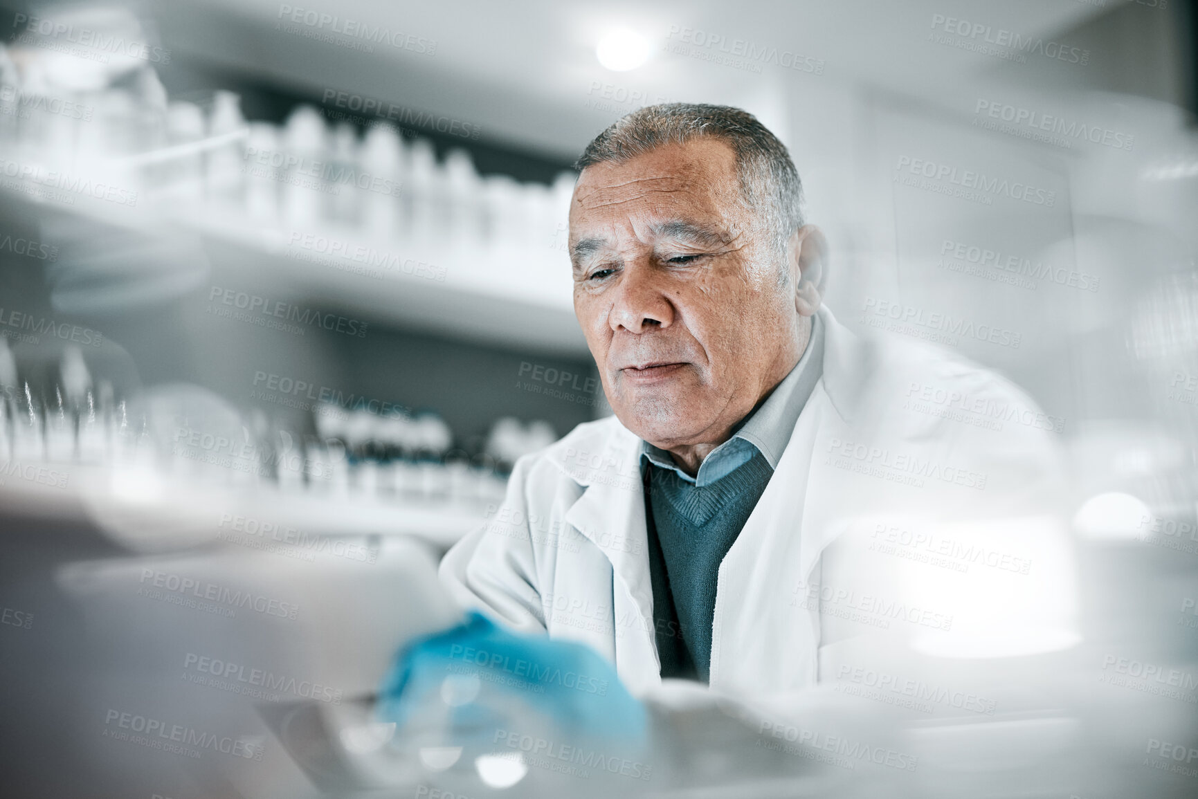 Buy stock photo Science, research and senior man scientist working on experiment, tests or study in the lab. Medical, healthcare and elderly male biologist with data analysis for scientific innovation in laboratory.