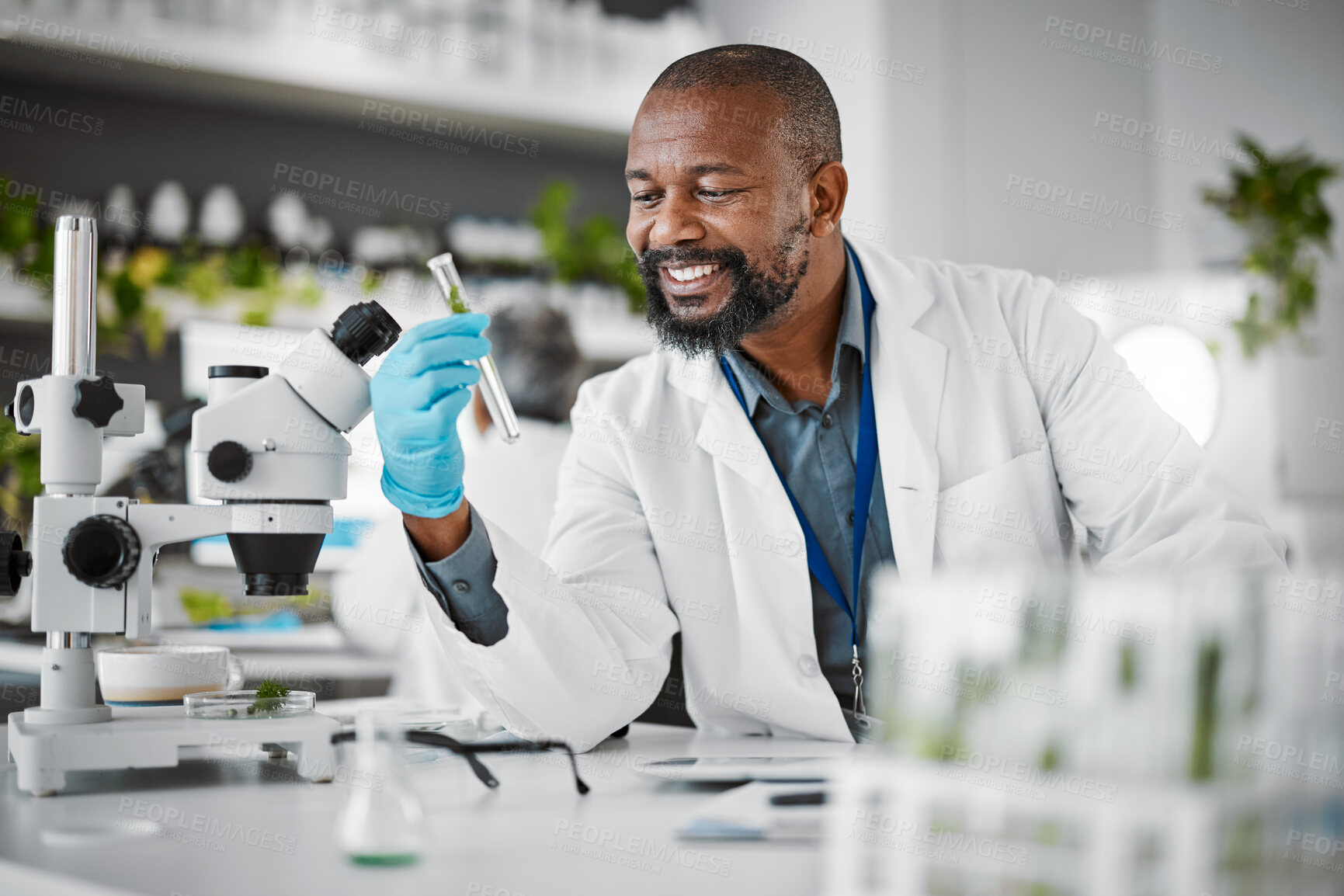 Buy stock photo Science, sustainability and sample with a black man doctor working in a laboratory for research or innovation. Biology, microscope or healthcare with a male scientist at work in a lab for development