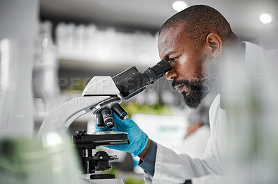 Buy stock photo Biologist, microscope and laboratory scientist in plant growth analytics, food engineering or leaf medical research. Mature man, worker or employee with science magnify technology for sustainability