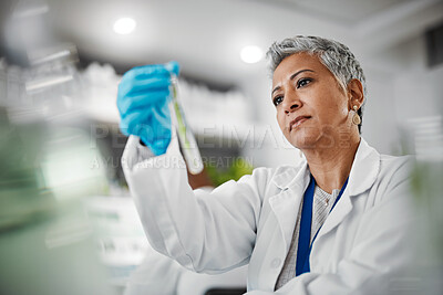 Buy stock photo Science, test tube and senior woman scientist doing research, experiment or test on plants in lab. Ecology, glass and elderly female botanist studying natural leaves in eco friendly botany laboratory