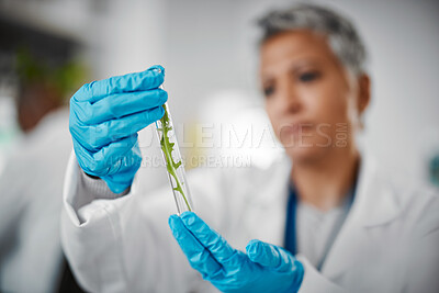 Buy stock photo Plant scientist, hands or test tubes in laboratory pharma, medical science research or gmo food engineering. Zoom, woman or biologist and glass equipment in leaf healthcare,  sustainability or growth