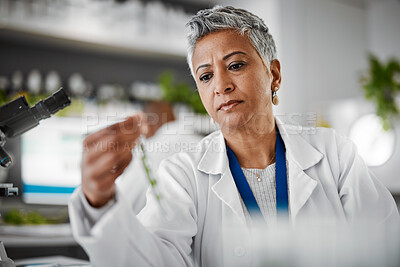 Buy stock photo Plant scientist, thinking or test tubes in laboratory pharma, medical science research or gmo food engineering. Woman, biologist or glass equipment in leaf healthcare, sustainability growth or study