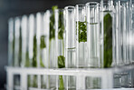 Plant science, test tubes and laboratory for research, analysis or floral experiment. Agriculture, growth and green leaf, plants or herbs soaked in chemical liquid or water vial for botany in lab.