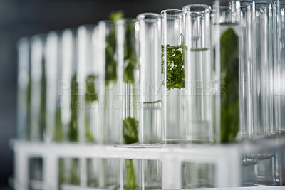 Buy stock photo Plant science, test tubes and laboratory for research, analysis or floral experiment. Agriculture, growth and green leaf, plants or herbs soaked in chemical liquid or water vial for botany in lab.