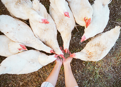 Buy stock photo Chicken, farmer hands and feed food, seeds and grain to livestock birds for sustainability, agriculture and ecology in countryside. Top view, farming and hen, poultry and animals eating corn on barn 