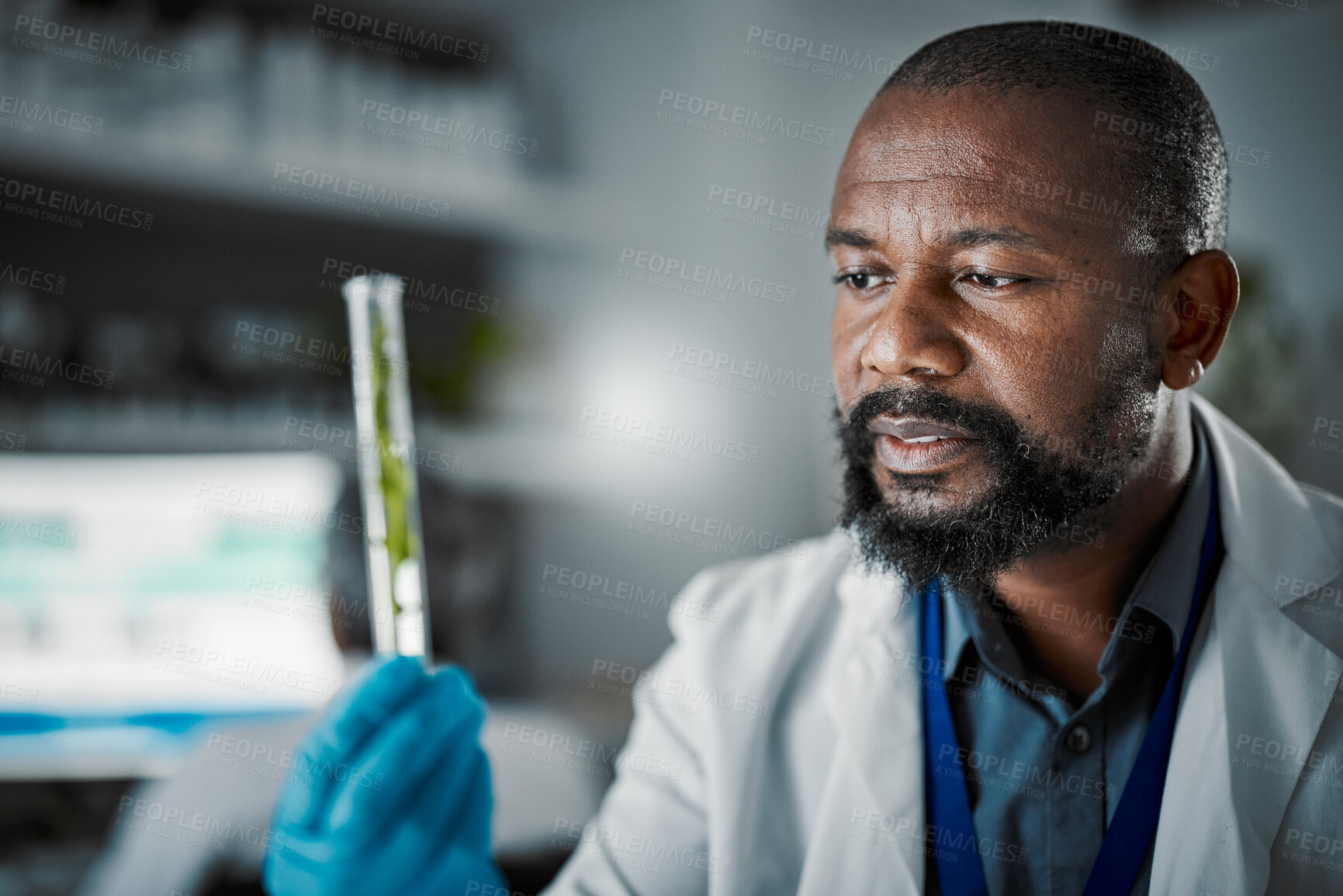 Buy stock photo Black man scientist, test tube and plants in lab analysis, biodiversity study and vision for species conservation. Agriculture science, food security innovation or laboratory research for future goal