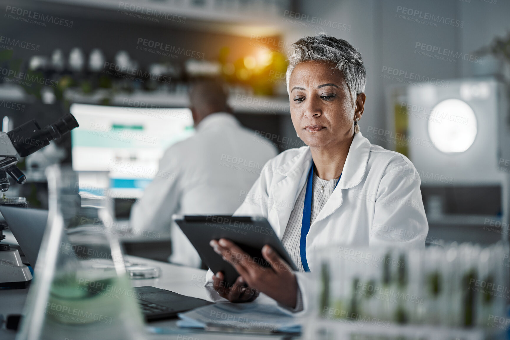 Buy stock photo Senior scientist woman, tablet and lab research at desk with data analytics for future food security, plants and goal. Mature science expert, mobile touchscreen ux or study for agriculture innovation